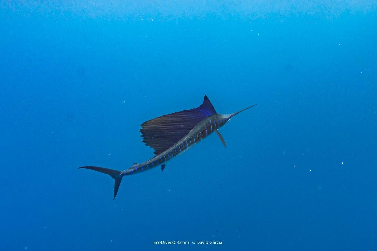 Ocean Safari / Full Sent