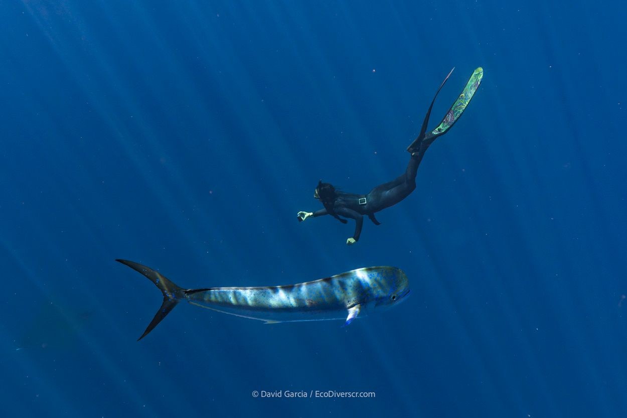 Free Diving