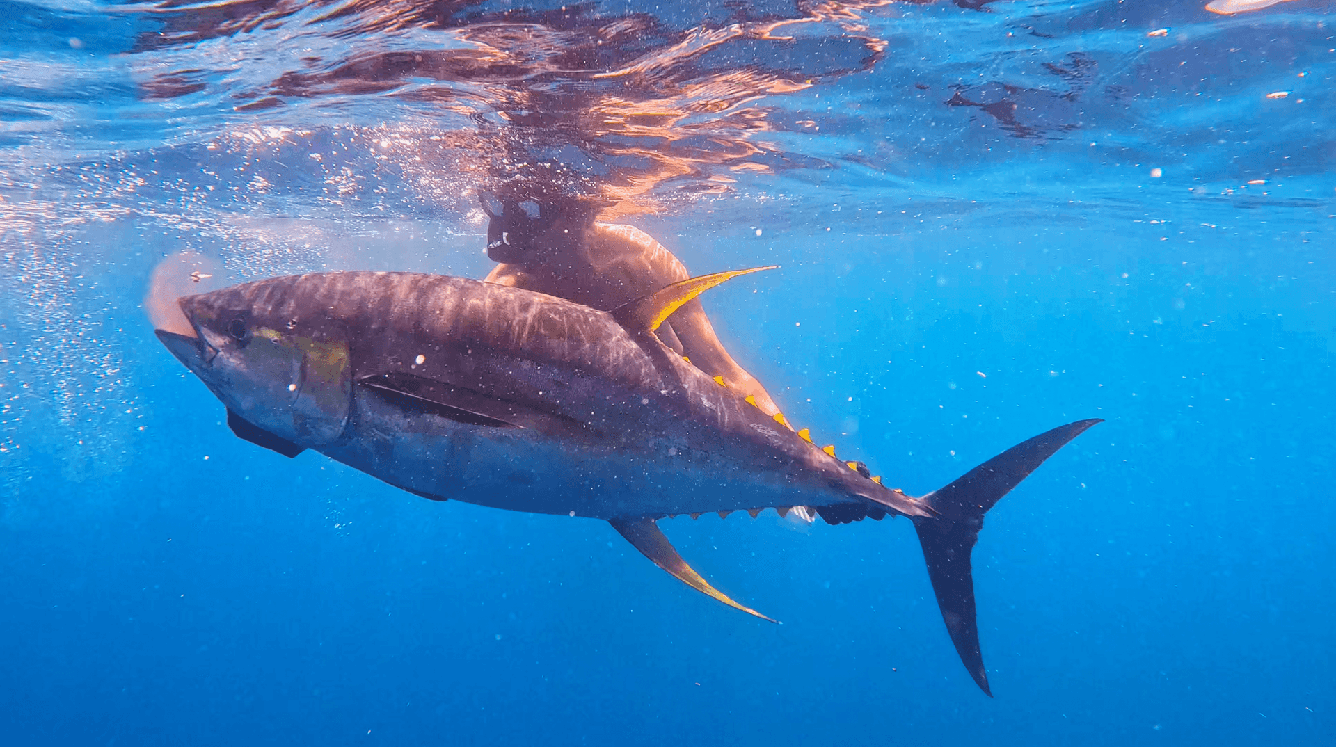 Fishing & Spear Fishing